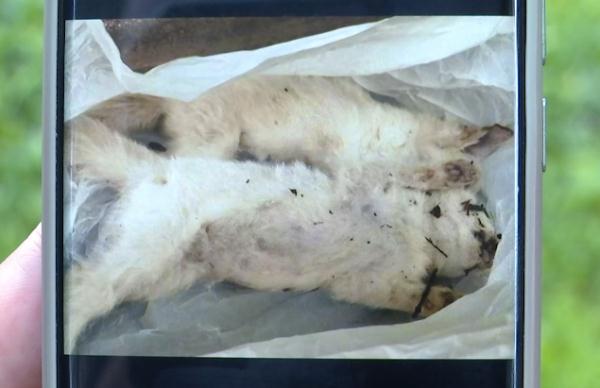 十几只宠物一夜之间离奇死亡,小区业主很担忧!警方已介入→ 十几只宠物一夜之间离奇死亡,小区业主很担忧!警方已介入→