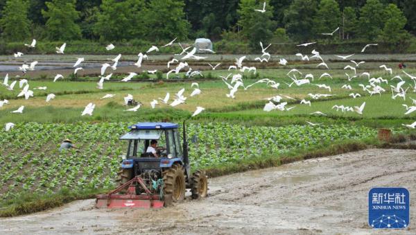 夏日劳作忙 夏日劳作忙