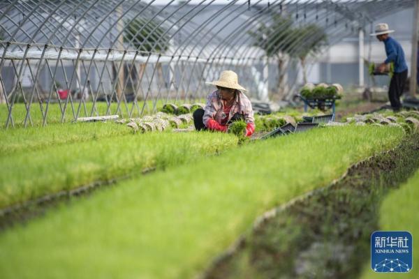 夏日劳作忙 夏日劳作忙