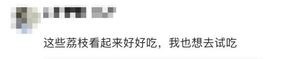大学10万斤荔枝免费吃!网友:羡慕这词已经说倦了…… 大学10万斤荔枝免费吃!网友:羡慕这词已经说倦了……