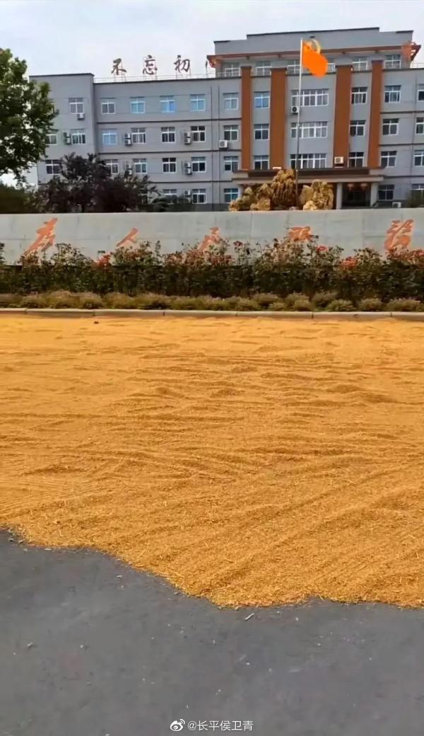 河南一乡政府院内可以晒粮！