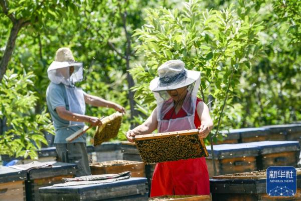 山区农民林下养蜂助增收