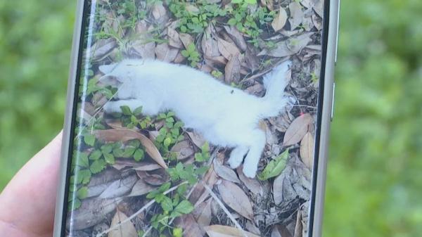 十几只宠物一夜之间离奇死亡,小区业主很担忧!警方已介入→ 十几只宠物一夜之间离奇死亡,小区业主很担忧!警方已介入→