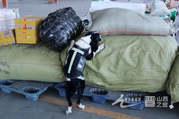 警犬出动！太原公安开展物流缉毒专项行动（图）