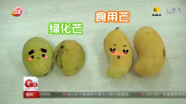 广东又开始“下芒果”了!能吃吗?好吃吗? 广东又开始“下芒果”了!能吃吗?好吃吗?