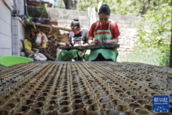 山区农民林下养蜂助增收