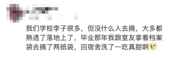 大学10万斤荔枝免费吃!网友:羡慕这词已经说倦了…… 大学10万斤荔枝免费吃!网友:羡慕这词已经说倦了……