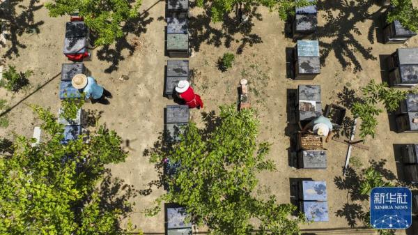 山区农民林下养蜂助增收