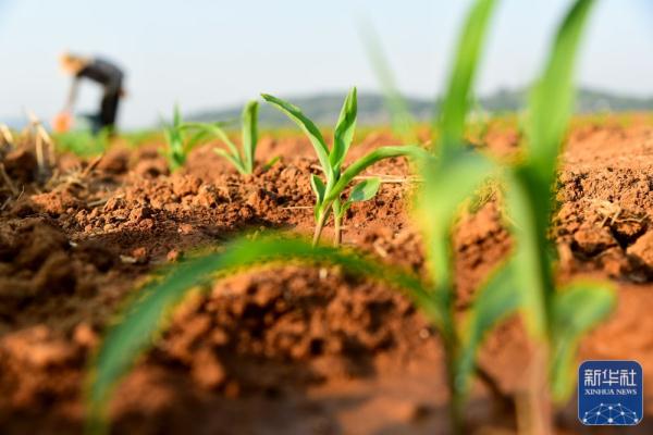 夏日劳作忙 夏日劳作忙