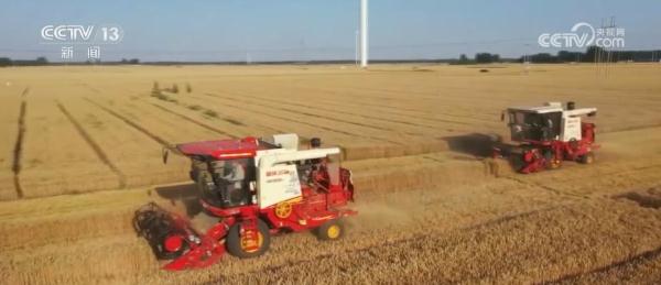 山东引入“夏播棉” 探索麦棉轮作种植 提升土地效益