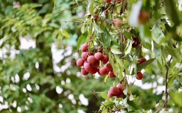 大学10万斤荔枝免费吃!网友:羡慕这词已经说倦了…… 大学10万斤荔枝免费吃!网友:羡慕这词已经说倦了……