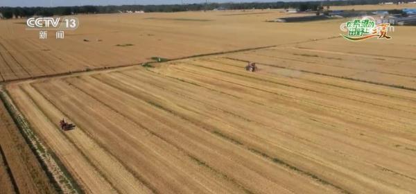 山东引入“夏播棉” 探索麦棉轮作种植 提升土地效益