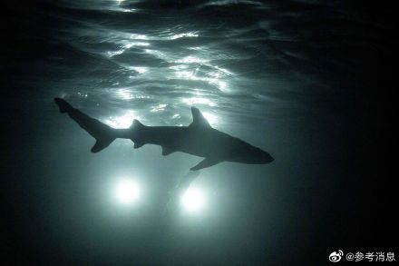 大白鲨真的不喜欢咬人