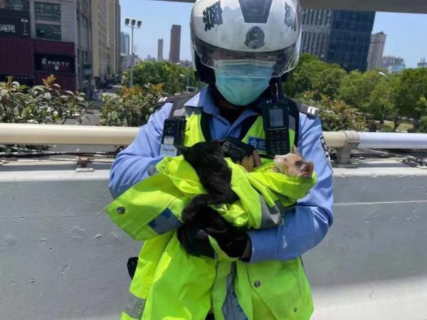 合肥交警一个举动，登上热搜！