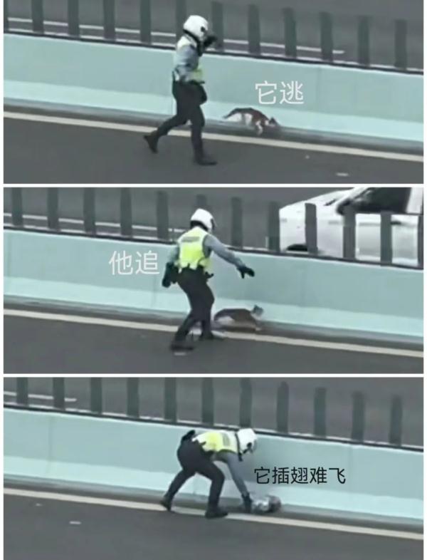 合肥交警一个举动，登上热搜！