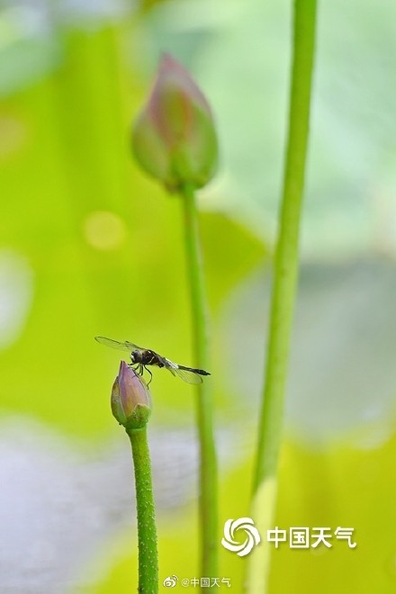 古诗里的夏日美景 小荷才露尖尖角早有蜻蜓立上头 古诗里的夏日美景 小荷才露尖尖角早有蜻蜓立上头
