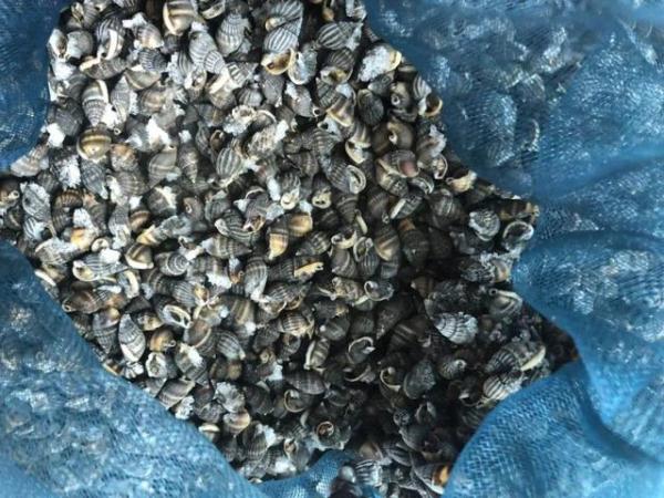 紧急提醒：这个别吃，别买！一颗就可能致命！