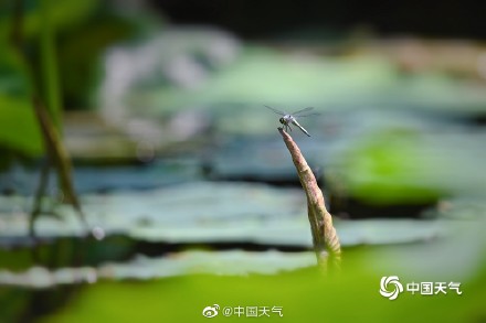 古诗里的夏日美景 小荷才露尖尖角早有蜻蜓立上头 古诗里的夏日美景 小荷才露尖尖角早有蜻蜓立上头