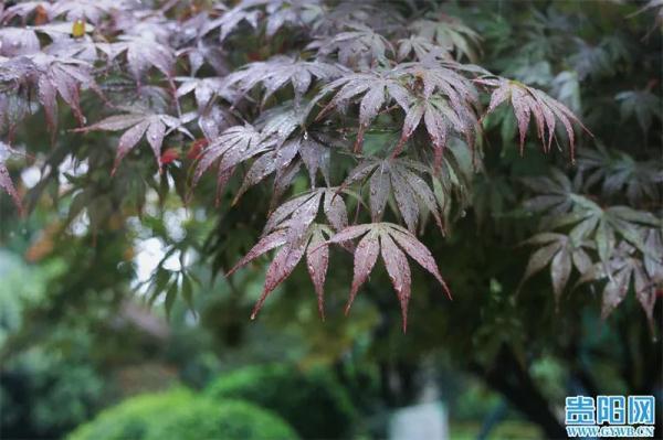 强降雨天气来袭 贵州这些地方还有大暴雨