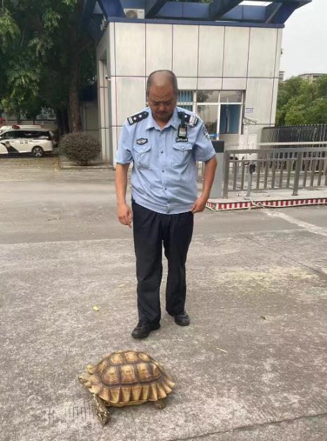 佛山街头惊现神秘外来物种,体型庞大、长相稀奇…… 佛山街头惊现神秘外来物种,体型庞大、长相稀奇……