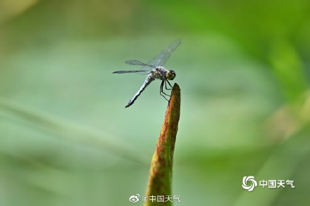 古诗里的夏日美景 小荷才露尖尖角早有蜻蜓立上头 古诗里的夏日美景 小荷才露尖尖角早有蜻蜓立上头