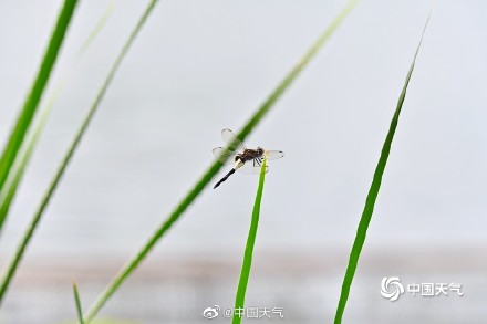 古诗里的夏日美景 小荷才露尖尖角早有蜻蜓立上头 古诗里的夏日美景 小荷才露尖尖角早有蜻蜓立上头