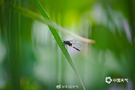 古诗里的夏日美景 小荷才露尖尖角早有蜻蜓立上头 古诗里的夏日美景 小荷才露尖尖角早有蜻蜓立上头
