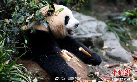 注意！19日起去都江堰熊猫谷需要提前预约
