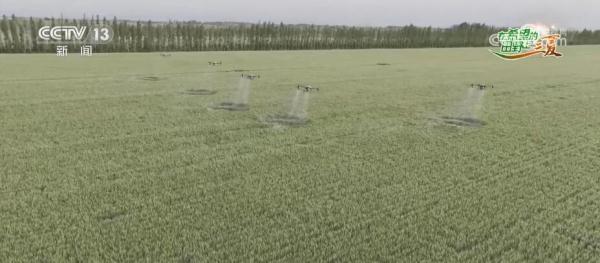 高温天加强小麦田间管理 农技人员指导种植户科学种植 高温天加强小麦田间管理 农技人员指导种植户科学种植