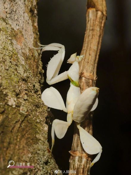 看仔细！这是螳螂不是花