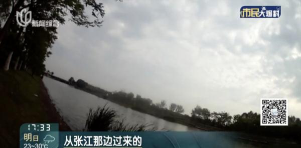 太危险!有人专程去迪士尼度假区干这事…… 太危险!有人专程去迪士尼度假区干这事……