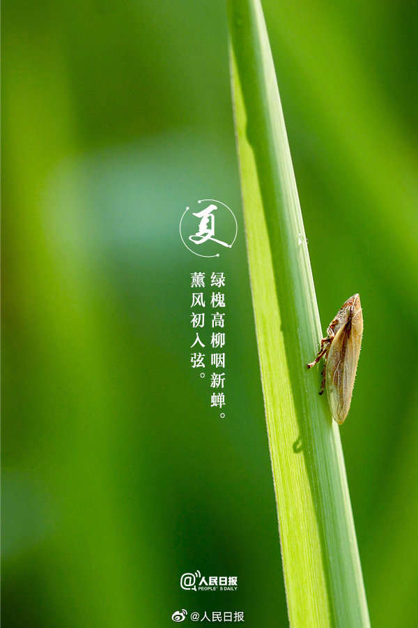 收藏!当夏日美景遇上古诗词 收藏!当夏日美景遇上古诗词