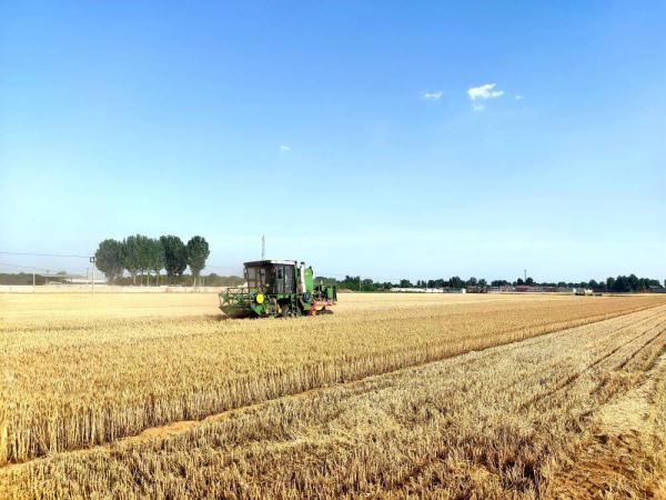 河北唐县：13.1万亩小麦开镰收割