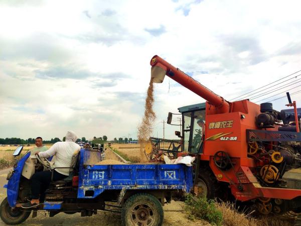 河北唐县：13.1万亩小麦开镰收割