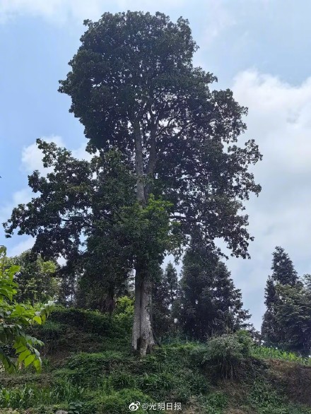 贵州发现秃叶红豆树