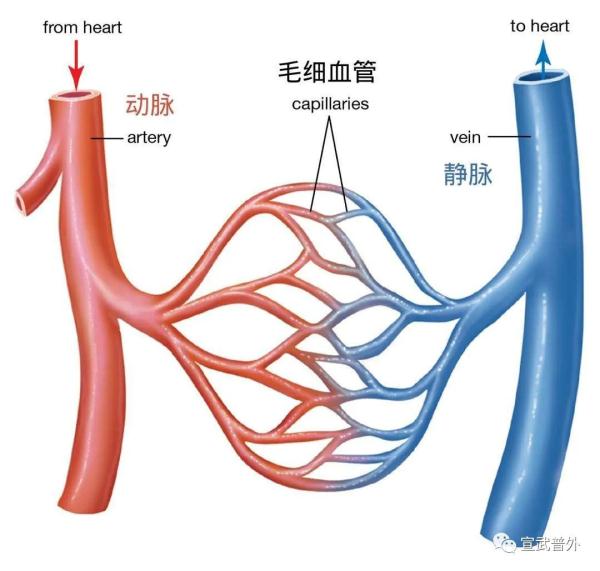 静脉血和动脉血的区别？
