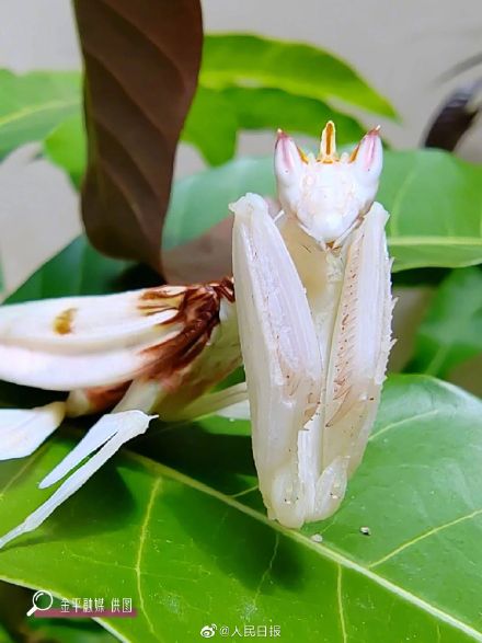 看仔细！这是螳螂不是花
