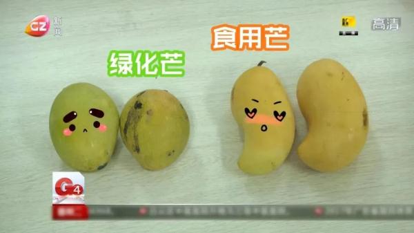 紧急提醒！路边这种水果，不能摘也不能吃