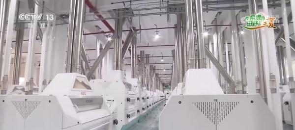 看田间地头“一粒麦”变身记 让农户增产又增收