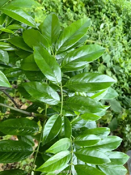 贵州发现秃叶红豆树