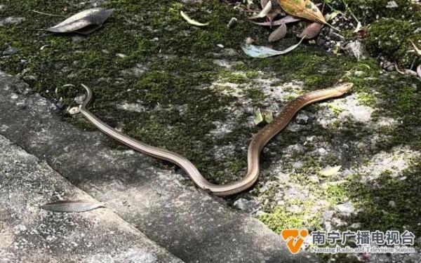 广西大明山保护区发现新记录物种！这是蛇还是蜥蜴？