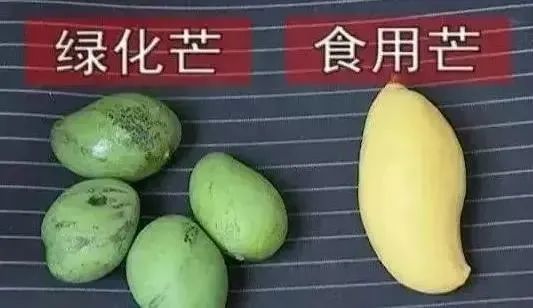 紧急提醒！路边这种水果，不能摘也不能吃