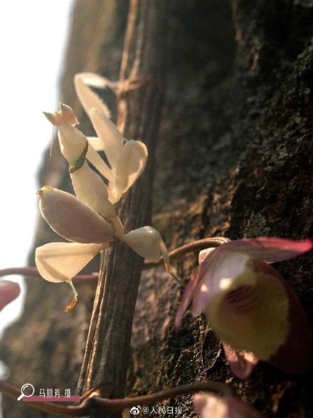 看仔细！这是螳螂不是花