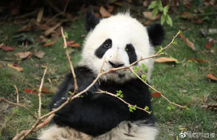 注意!去都江堰熊猫谷需要提前预约了 注意!去都江堰熊猫谷需要提前预约了