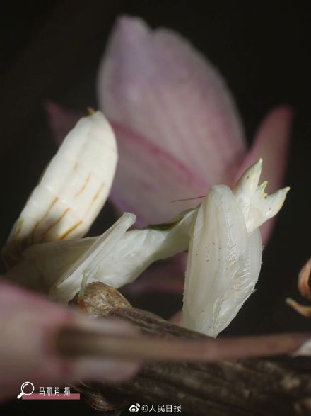 看仔细！这是螳螂不是花