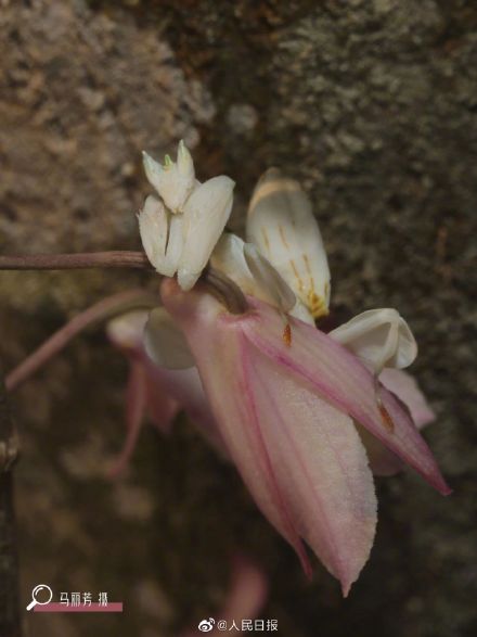 看仔细！这是螳螂不是花