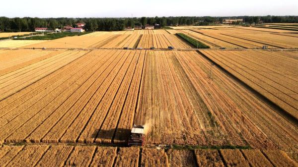 河北唐县：13.1万亩小麦开镰收割