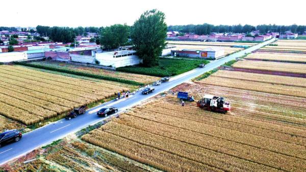 河北唐县：13.1万亩小麦开镰收割