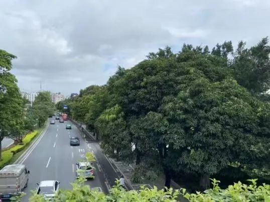 摘了可能罚款！广州街头这种水果，千万别吃！