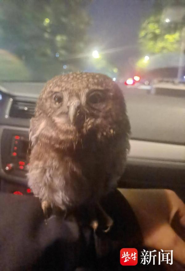 夜晚开窗一只猫头鹰飞进屋,警民接连救助猫头鹰 夜晚开窗一只猫头鹰飞进屋,警民接连救助猫头鹰